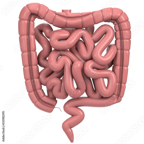 Canvas Print 3d rendering illustration of human intestine