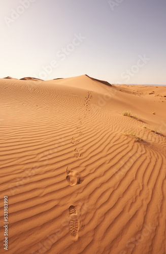 Footprints in the desert  Sahara 