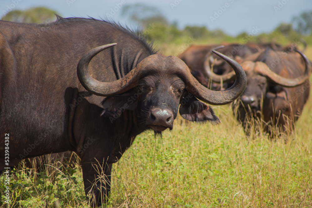 Obraz premium bufalo 