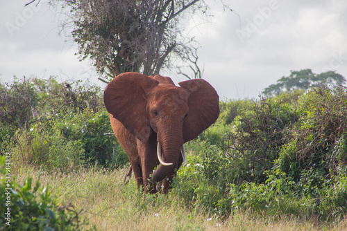 elefantino  photo