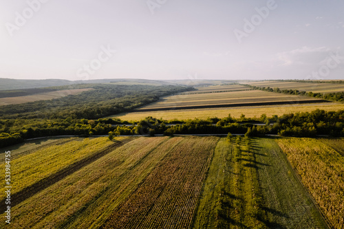 Aerial top view of green and yellow fields planted in a rows in the rays of sunset. Drone shot of agriculture field. 
