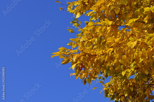 Yellow autumn tree branch and blue sky