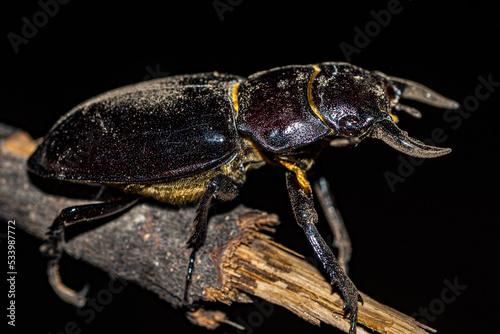 scarabée © Azal