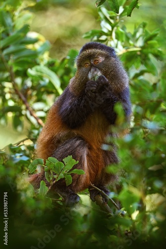 Golden monkey, Cercopithecus kandti, Golden Mgahinga Gorilla National Park in Uganda. Rare endemic animal from Africa nature, willlife from Virunga volcanic mountains. Golden monkey in habitat. photo