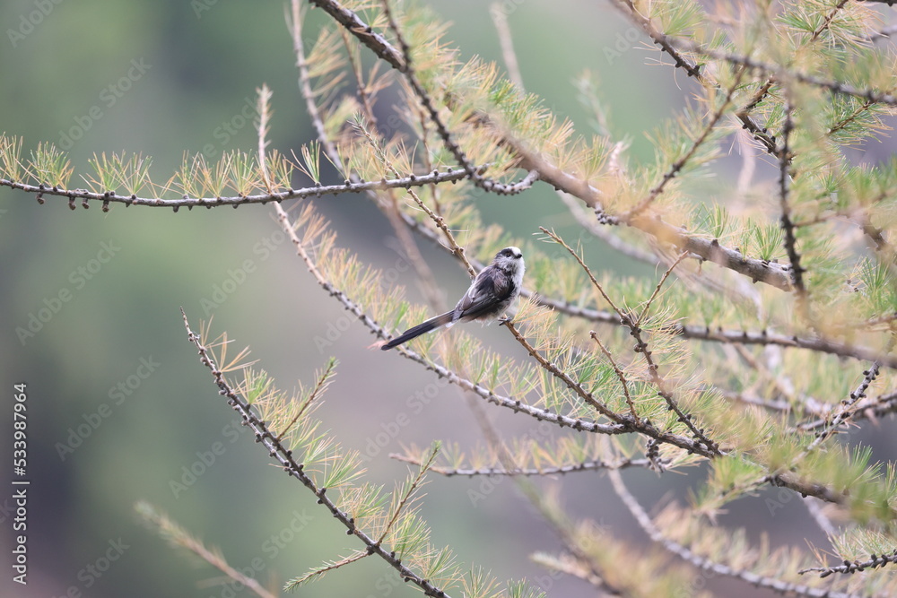 Obraz premium long-tailed tit sitting on a branch searching for food