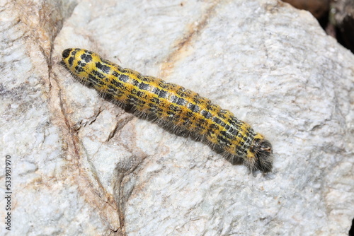 buff-tip catapilar with beautiful colors white and yellow and black