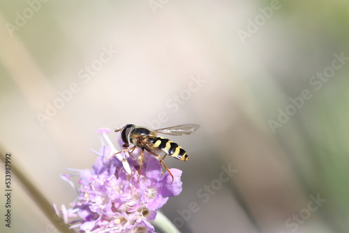 flower fly or hover fly sitting on a flower