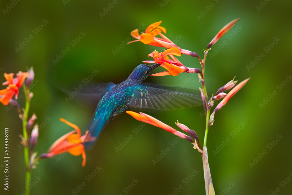 Hummingbird violet Sabrewing, big blue bird flying next to beautiful pink flower with clear blue violet forest nature in background. Tinny bird fly in jungle. Wildlife in tropic Chiapas. Mexico. - obrazy, fototapety, plakaty 