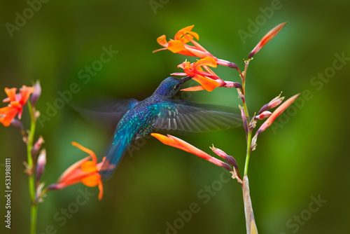 Stampa su tela Hummingbird violet Sabrewing, big blue bird flying next to beautiful pink flower with clear blue violet forest nature in background