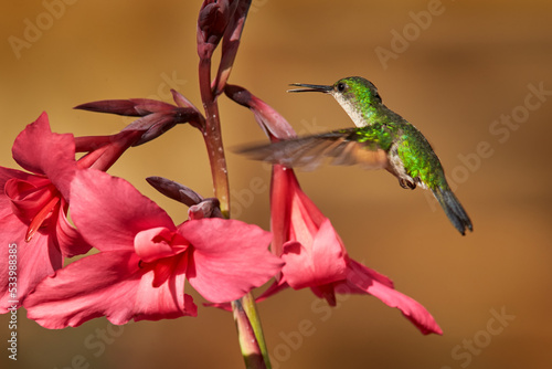 Stripe-tailed Hummingbird  Eupherusa eximia  Savegre  Talamanca in Costa Rica. Bird in the nature tropic habitat with flowers. Wildlife Costa Rica. Bird flight and red flower bloom.