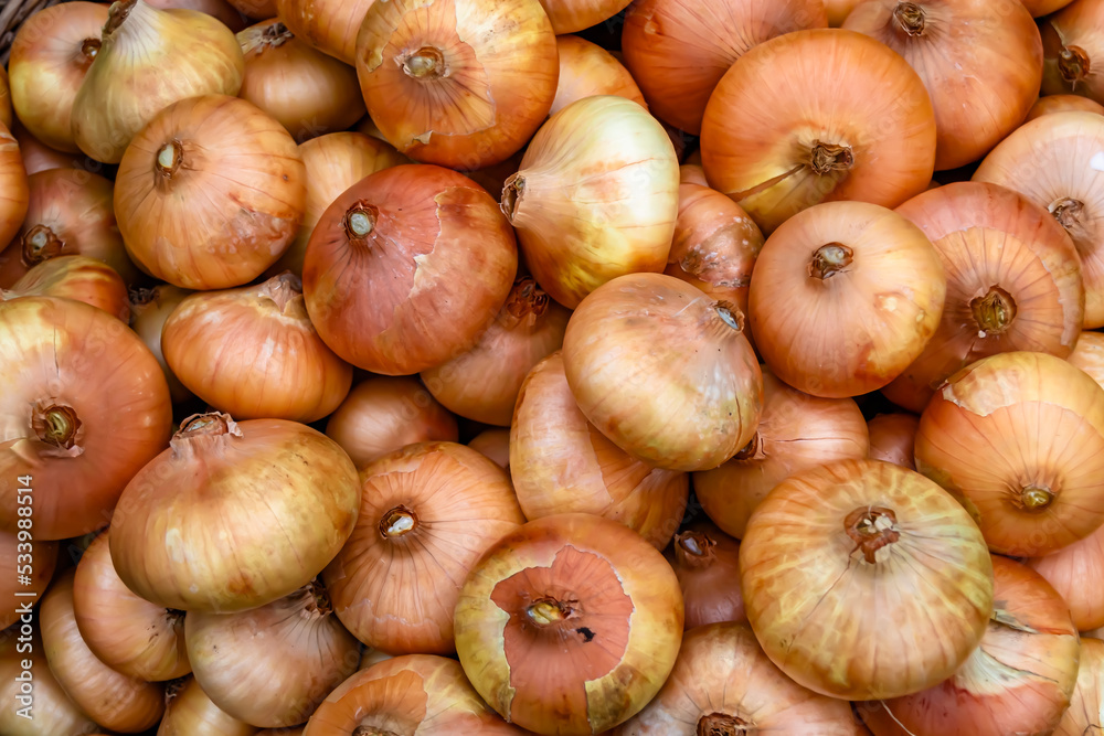 Photography on theme beautiful onion vegetable plant Photography on theme beautiful onion vegetable plant