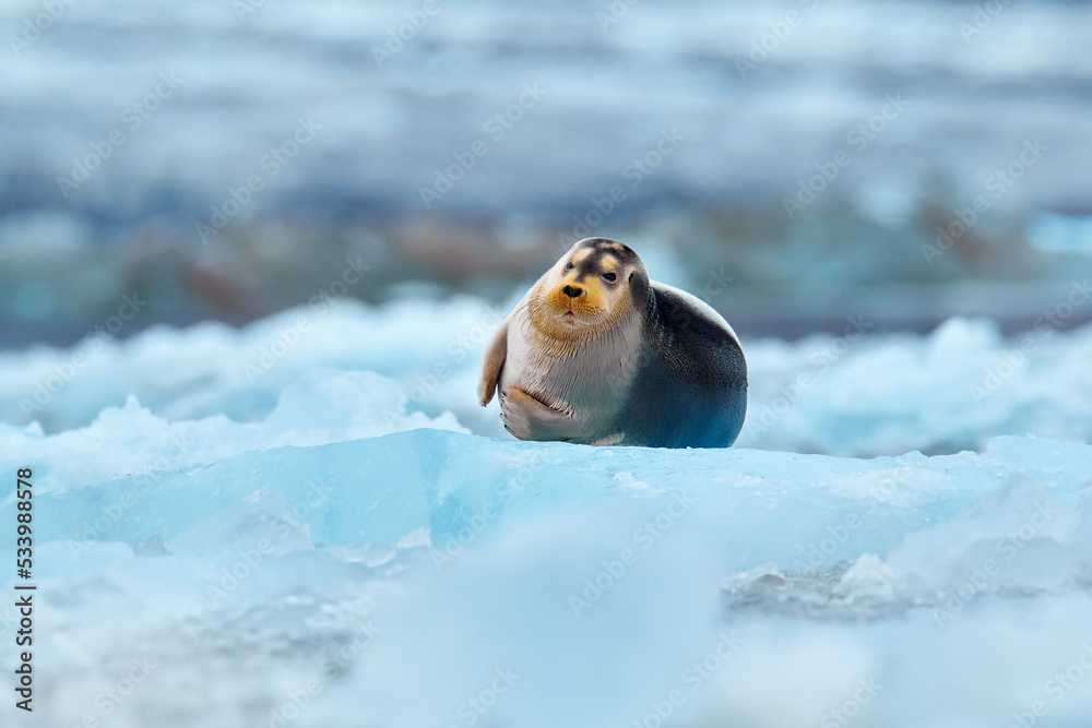 Arctic nature. Snowy wildlife. Cute seal in the Arctic snowy habitat. Bearded seal on blue and white ice in arctic Svalbard, with lift up fin. Wildlife scene in the nature.