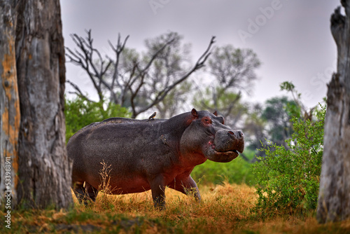 Botswana wildlife. Hippo with open mouth muzzle with toouth  danger animal in the water. Detail portrait of hippo head.  Hippopotamus amphibius capensis  with evening sun  animal in the nature.