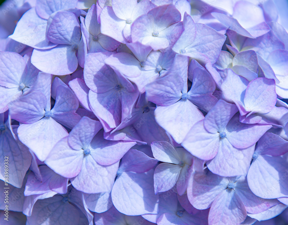 Blue hydrangea or hydrangea flower with dew in small color variations from blue to purple. Small depth of field for a soft dreamy feeling. poster. a place to copy. for advertising beauty salons.