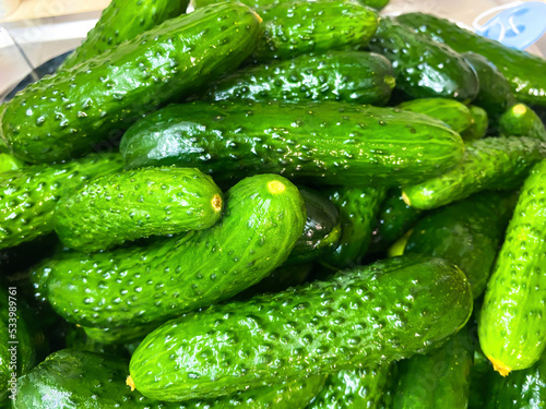 Small cucumbers in a container with water  or washing cucumbers for pickling.