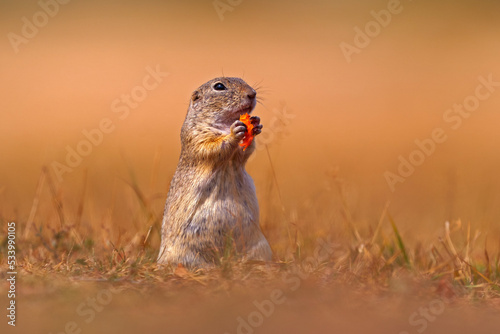 European Ground Squirrel eat the carrot in hand, Spermophilus citellus, sitting in the green grass during summer, detail animal portrait, Germany. Wildlife scene from nature.