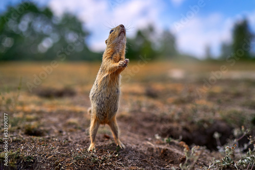 Ground Squirrel funny dance, Spermophilus citellus, sitting in the green grass during summer, wide angle habitat, Czech Republic. Wildlife scene from nature. Nesting hole. photo