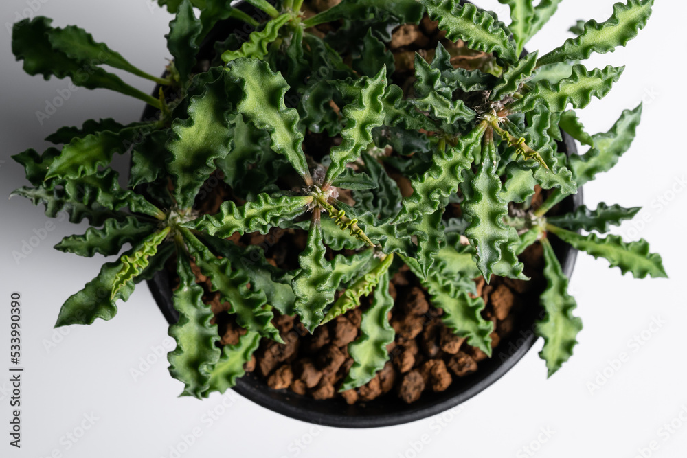 Euphorbia Decaryi plant top view in black plastic pot with isolated white background Euphorbia Decaryi plant top view in black plastic pot with isolated white background