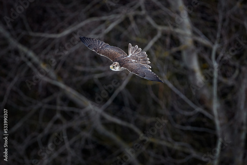 Falcon flight. Gyrfalcon  Falco rusticolus  bird of prey fly. Flying rare bird with white head. Forest in cold winter  animal in habitat  Russia. Wildlife scene form nature. Falcon fly above trees.
