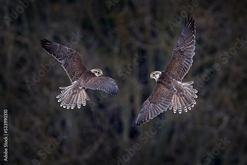 Falcon flight. Gyrfalcon, Falco rusticolus, bird of prey fly. Flying rare bird with white head. Forest in cold winter, animal in habitat, Russia. Wildlife scene form nature. Falcon fly above trees.