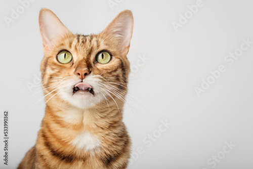 Portrait of a Bengal shorthair cat close-up on a white background. photo