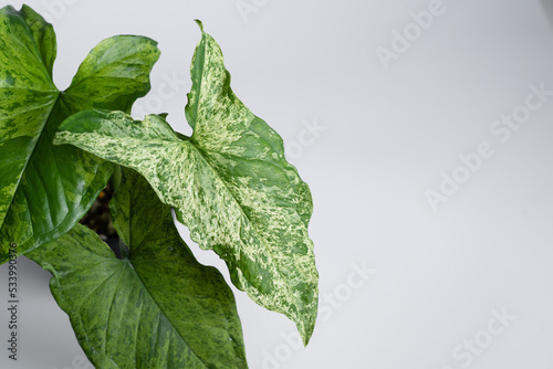 Syngonium Mojito variegated leaf close up in isolated white background. Syngonium podophyllum 'Mojito' is a cultivar from the Araceae family photo