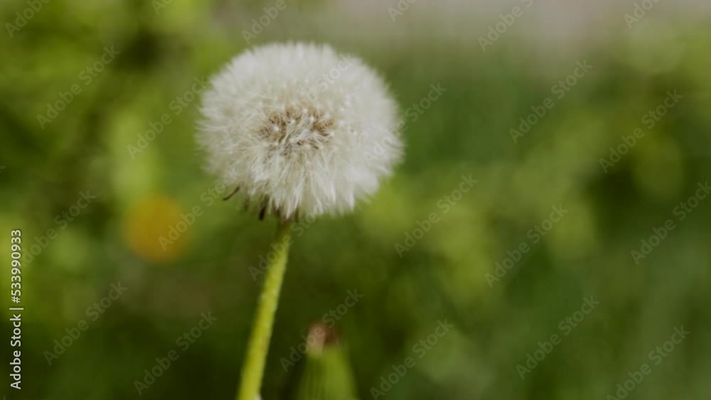 Closed Bud of a dandelion. Dandelion white flowers in green grass. Closed Bud of a dandelion. Dandelion white flowers in green grass.