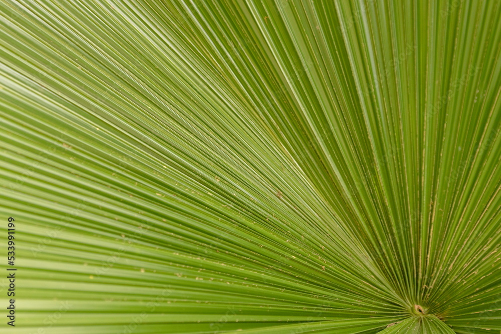 Fototapeta premium palm leaf background.
