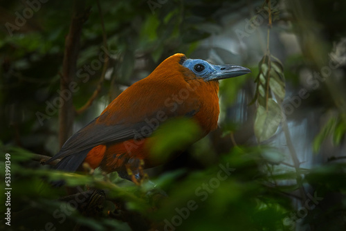 Capuchinbird, Perissocephalus tricolor,  large passerine bird of the family Cotingidae. Wild calfbird in the nature tropic forest habitat. Bird sitting on the branch in jungle, Brazil, South America. photo