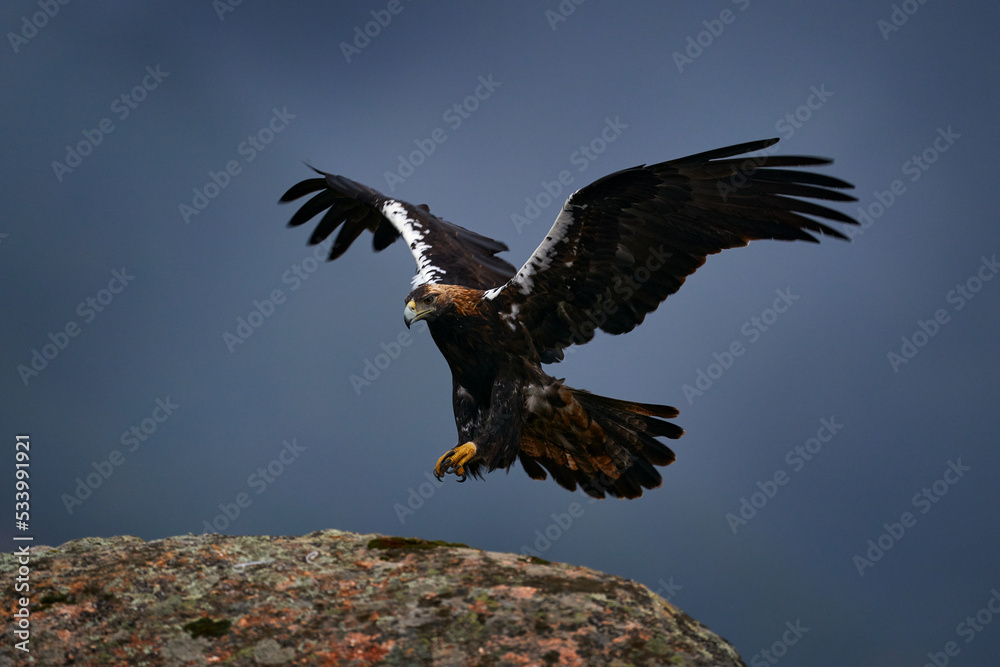 Obraz premium Aquila adalberti, Iberian Imperial Eagle, rare bird of prey on the rock habitat, Sierra de AndÃºjar, Andalusia, Spain in Europe. Eagle in the nature stone habitat. Bird fly.