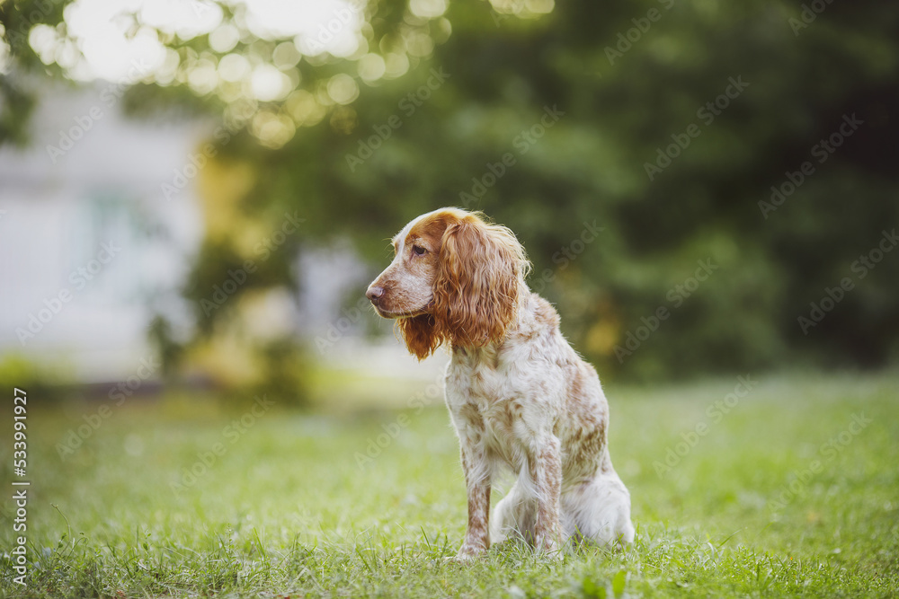 dog american cocker spaniel dog in the park dog american cocker spaniel dog in the park