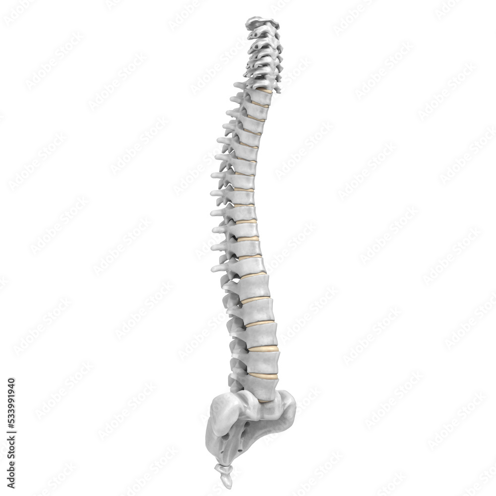 3d rendering illustration of a human spine 3d rendering illustration of a human spine