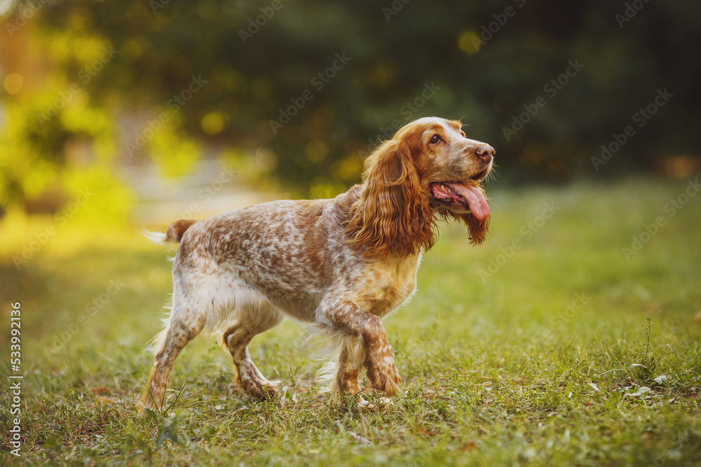 dog american cocker spaniel dog in the park dog american cocker spaniel dog in the park