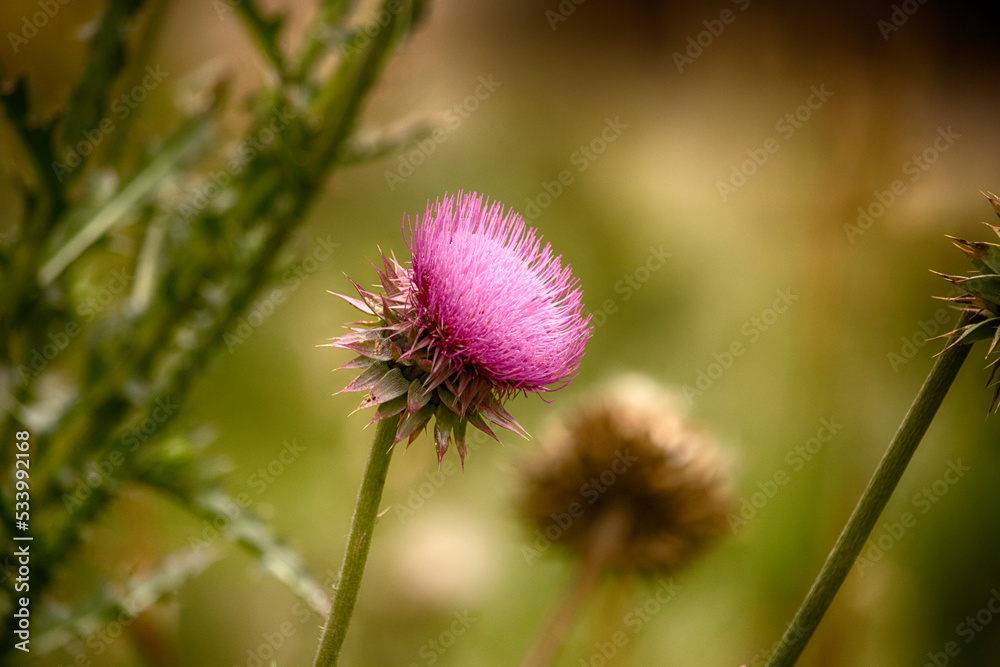 Purple thistle flower at Rocky Mountain National Park Purple thistle flower at Rocky Mountain National Park
