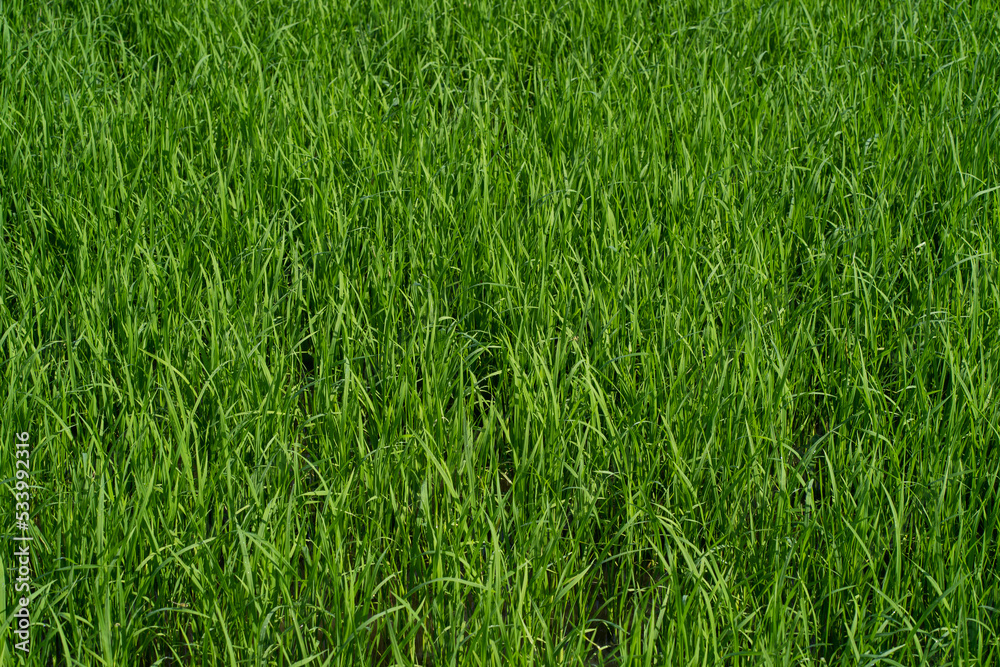 Paddy field in country side. Paddy farm.