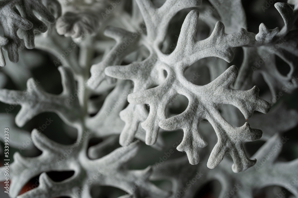 Senecio cineraria 'Silver Dust’ leaves close up with black isolated background Senecio cineraria 'Silver Dust’ leaves close up with black isolated background