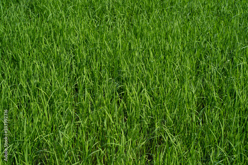 Paddy field in country side. Paddy farm. © JCM