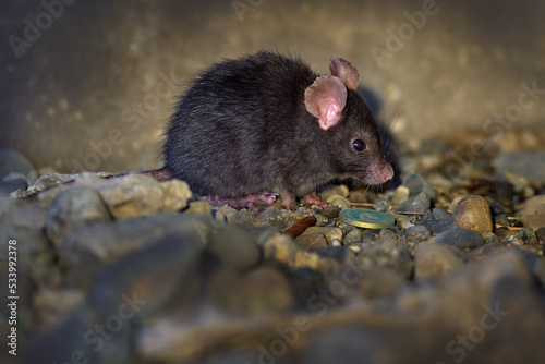 Black rat, Rattus rattus, wild mouse in the uban wildlife habitat, Puerto Natales, Chile, Panagonia. Black rat, in the small pebble with rubbish and coin. Mouse, urban wildlife.