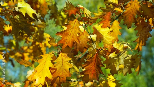 Wallpaper Mural autumn nature with oak leaves. season leaves in autumn nature. leaves in autumn nature. slow motion. Torontodigital.ca