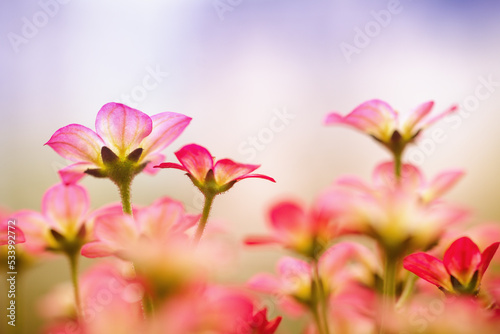 Little pink flowers in the garden
