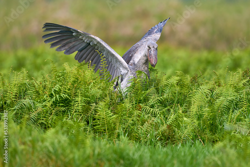 Uganda wildlife. Shoebill, Balaeniceps rex, hidden in the green vegetation. Portrait of big beaked bird, Mabamba swamp. Birdwatching in Africa. Mystic bird in the green vegetation habitat, wildlife. photo