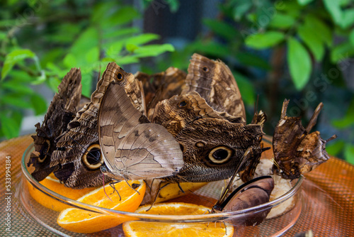 Butterfly eating orange