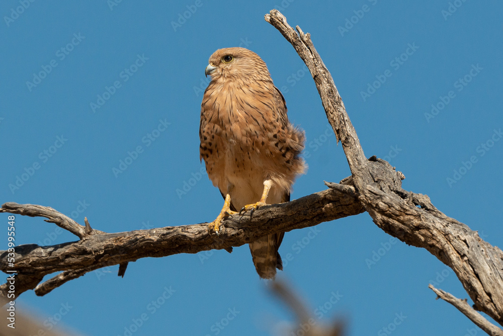 Crécerelle aux yeux blancs, Grand crécerelle, .Falco rupicoloides - Greater Kestrel Crécerelle aux yeux blancs, Grand crécerelle, .Falco rupicoloides - Greater Kestrel