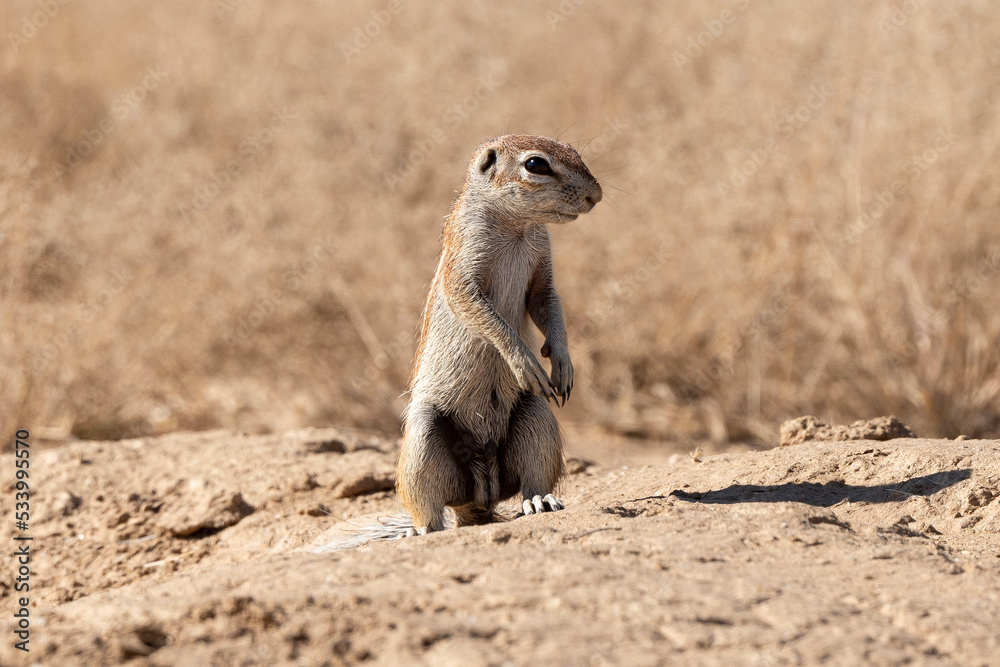 Fototapeta premium Ecureuil de terre du Cap, Xerus inauris, Désert du Kalahari, Afrique du Sud
