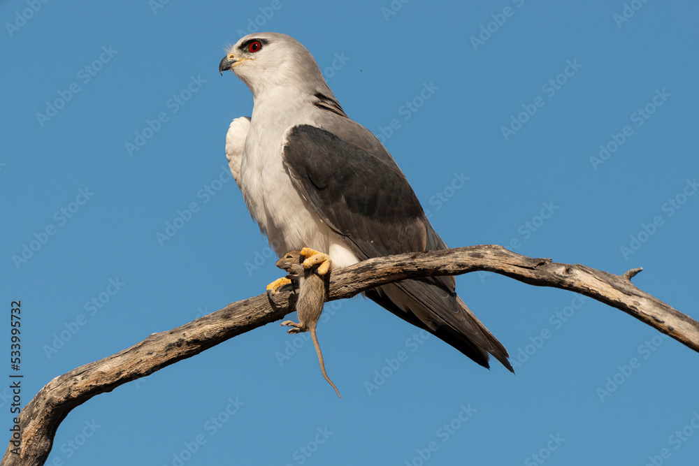 Elanion blanc, .Elanus caeruleus, Black winged Kite Elanion blanc, .Elanus caeruleus, Black winged Kite