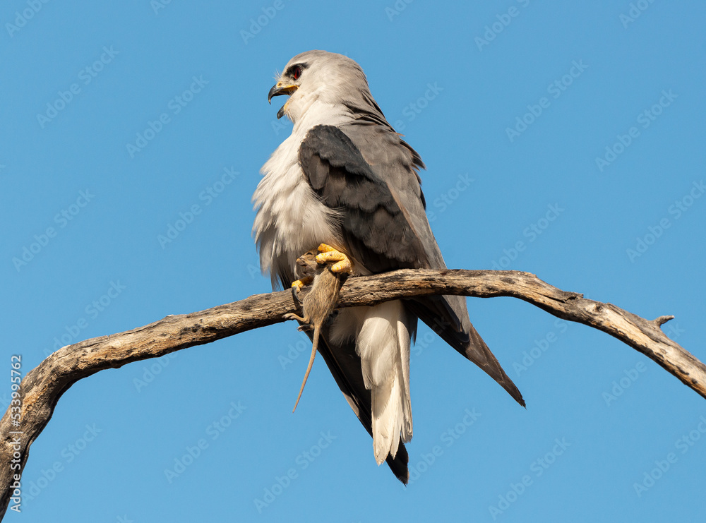 Elanion blanc, .Elanus caeruleus, Black winged Kite Elanion blanc, .Elanus caeruleus, Black winged Kite
