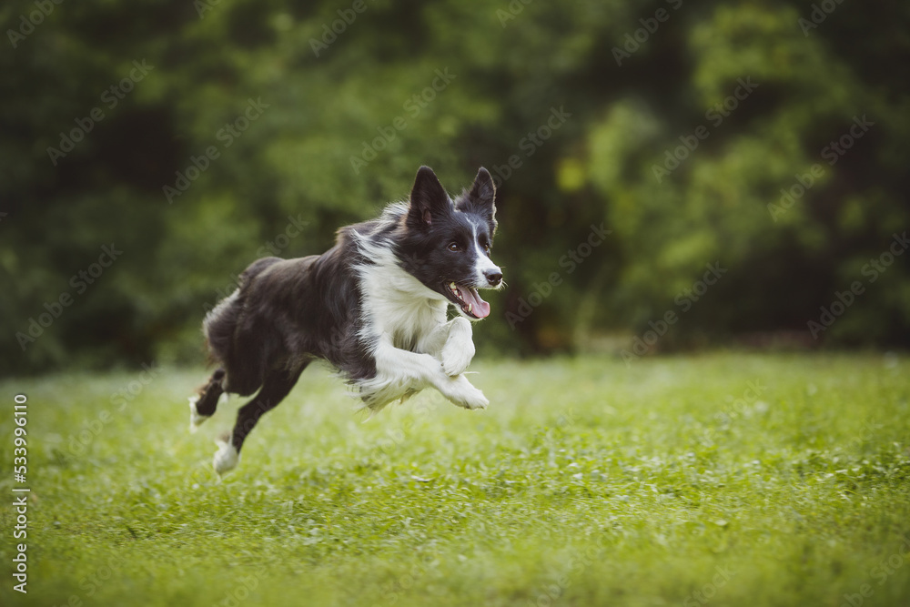 dog Border Collie portraitin the park dog Border Collie portraitin the park