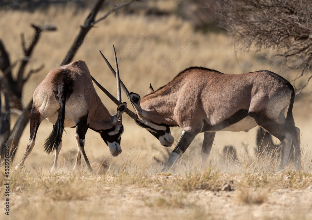 oryx-gazelle-gemsbok-oryx-gazella-parc-national-kalahari-afrique-du