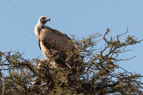 Vautour charognard, .Necrosyrtes monachus, Hooded Vulture