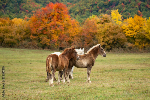 Horses grazing in a pasture in Autumn, beautiful peaceful landscape Gran Sasso, Abruzzi, Italy